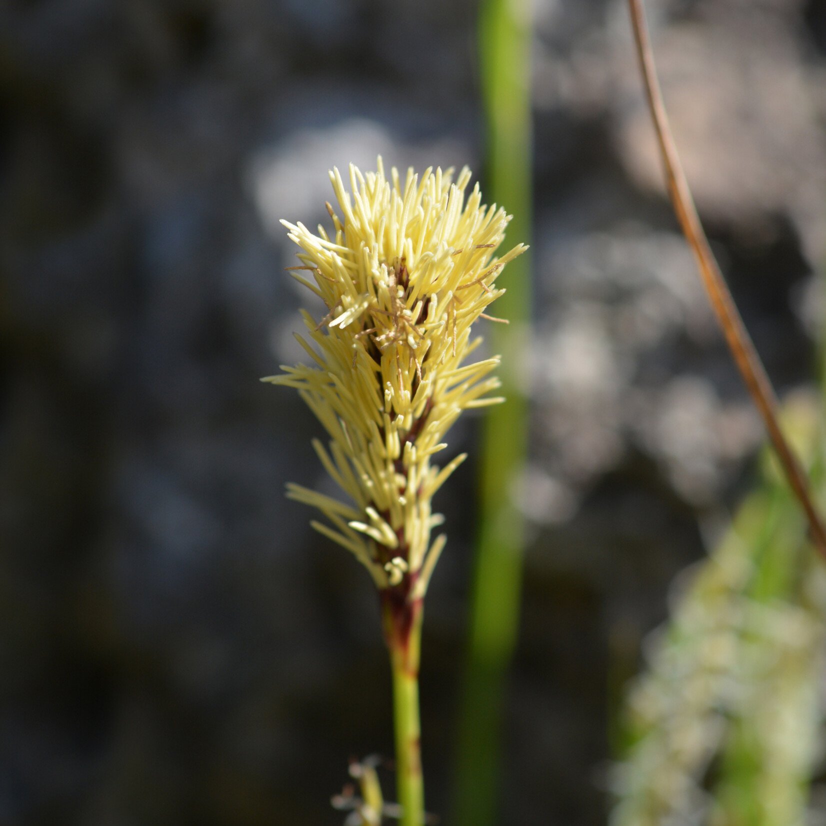 Carex sylvatica