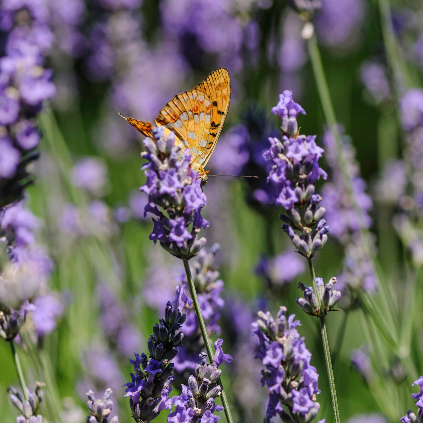 Lavandula angustifolia  - echte lavendel