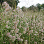 Trifolium arvense