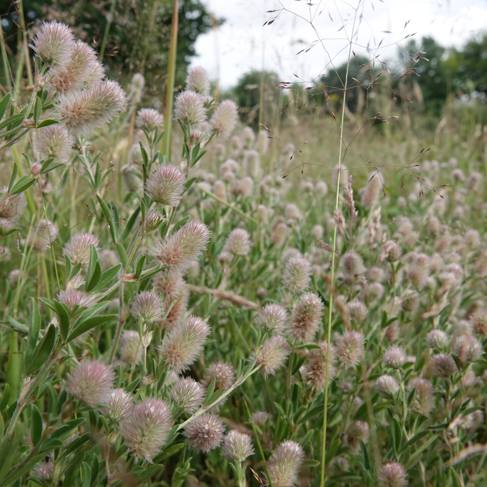Trifolium arvense - hazenpootje