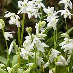 Scilla siberica alba