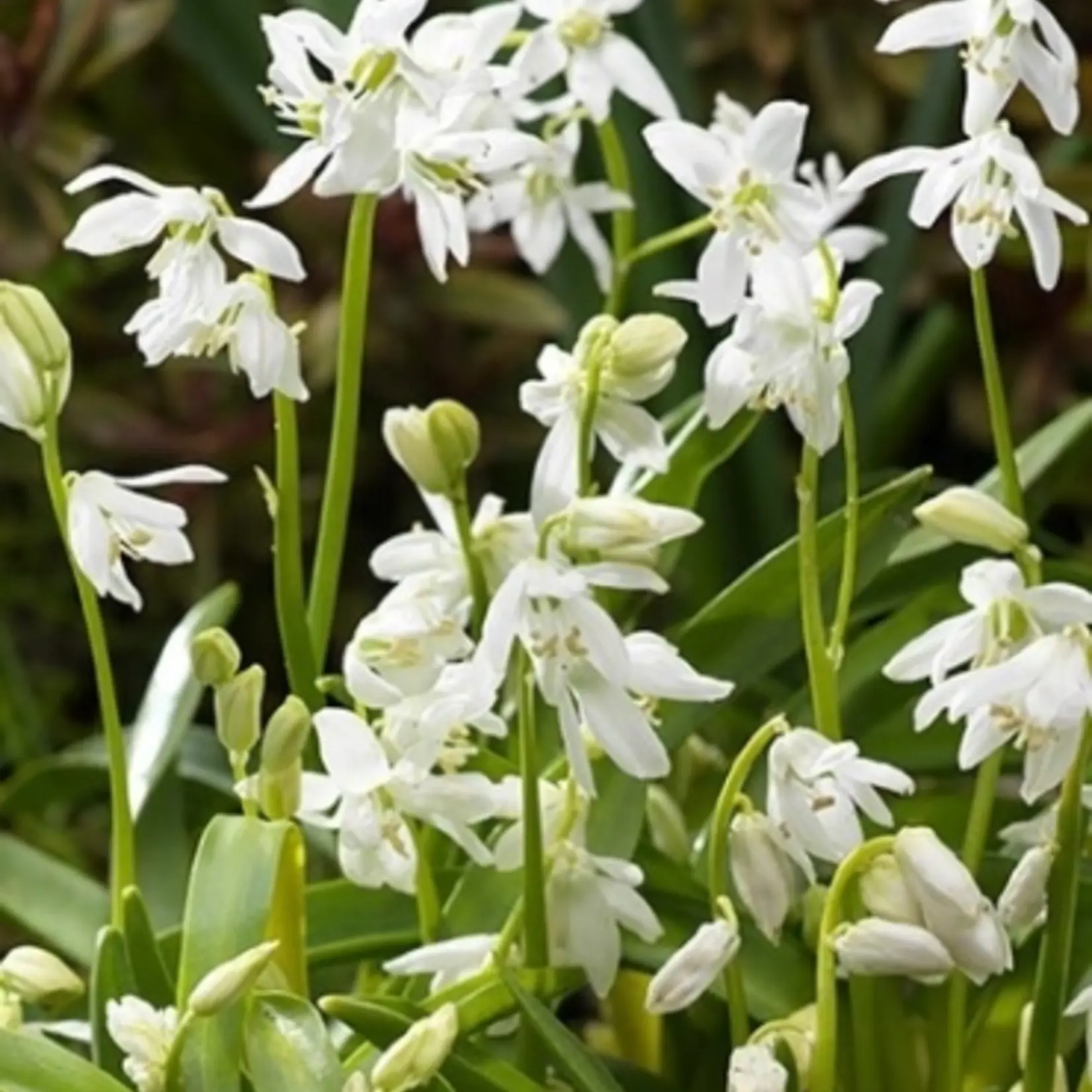 Scilla siberica alba - Wit Oosterse sterhyacint