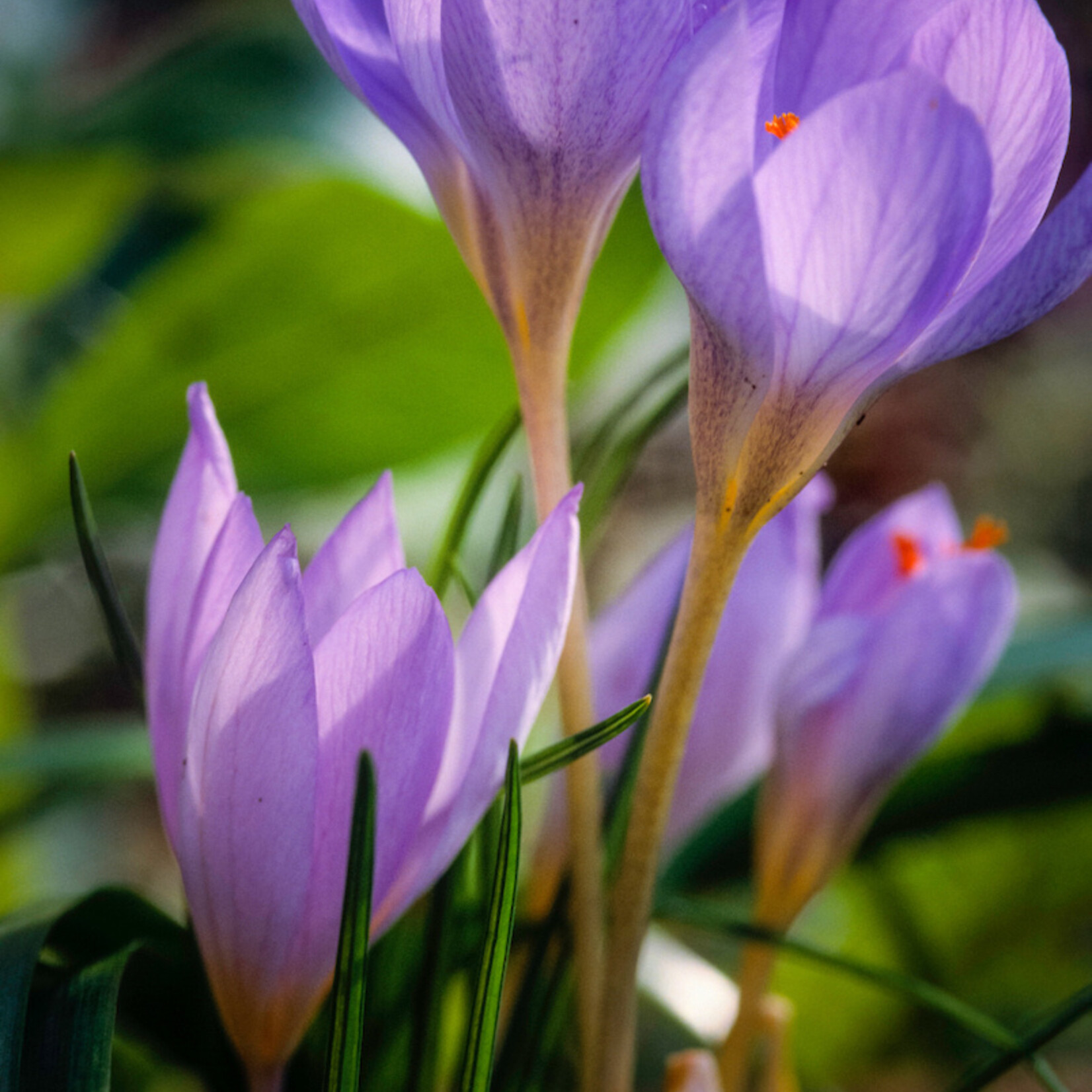 Crocus speciosus - Herfstkrokus