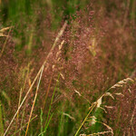 Deschampsia flexuosa (= Avenella flexuosa)