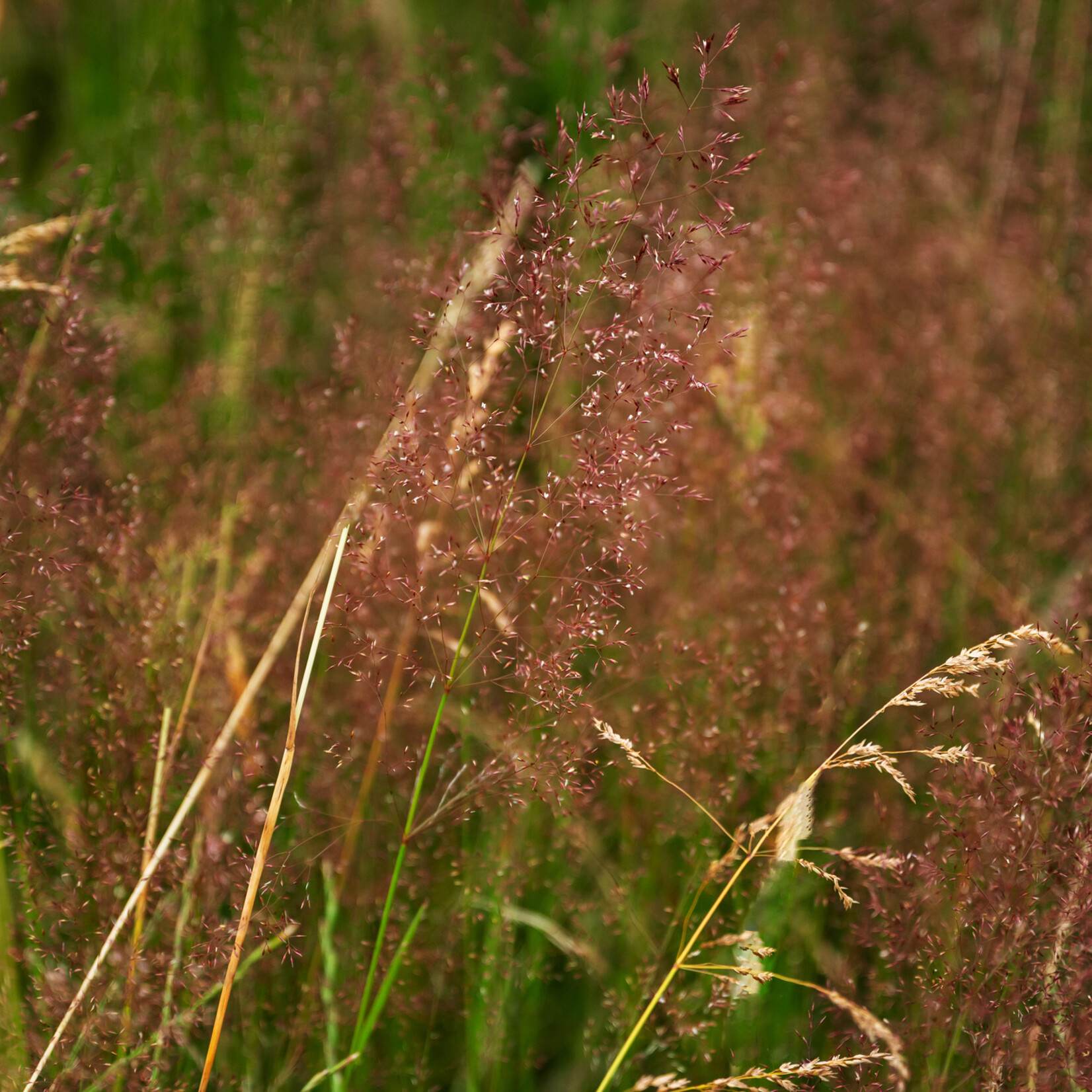 Deschampsia flexuosa - bochtige smele