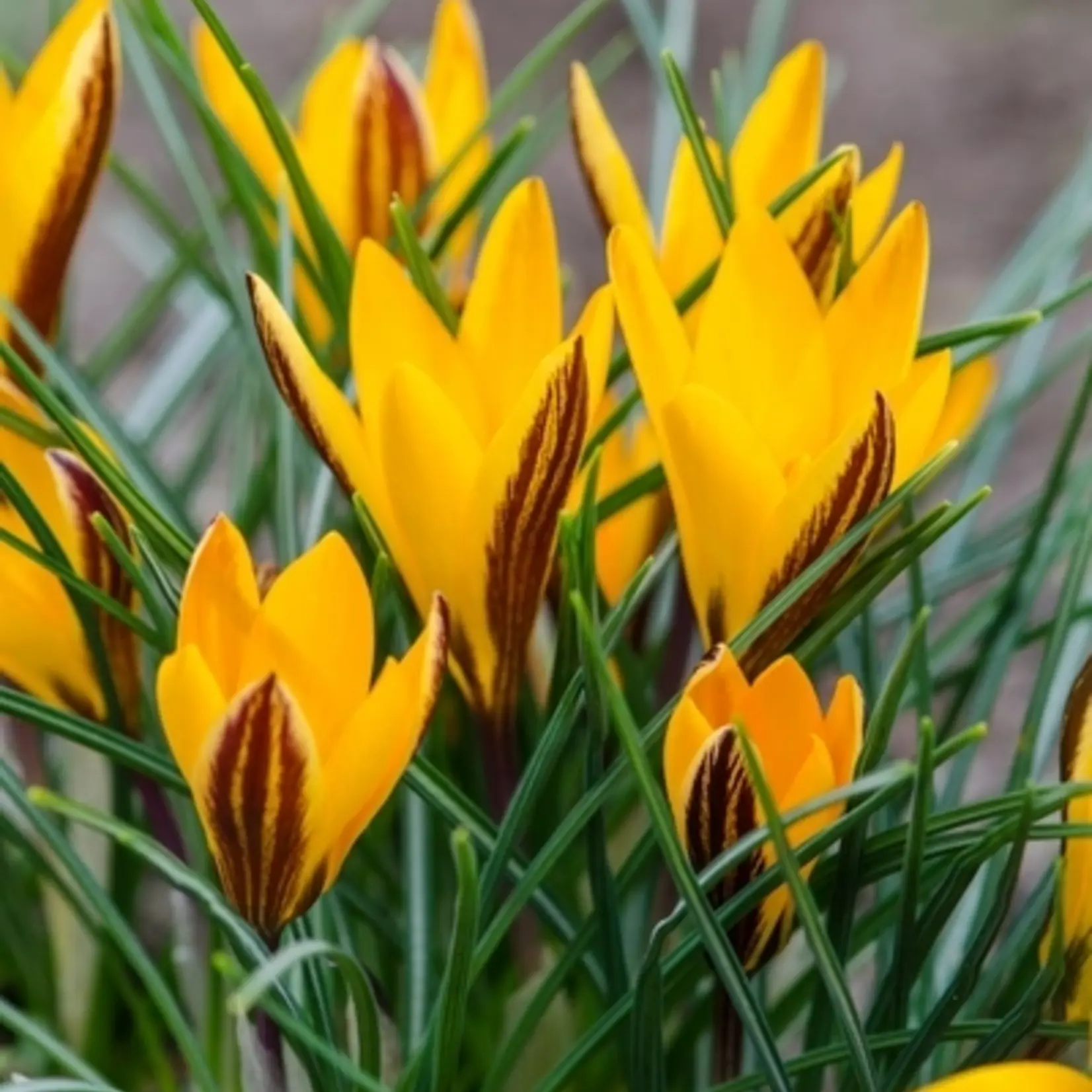 Crocus angustifolius