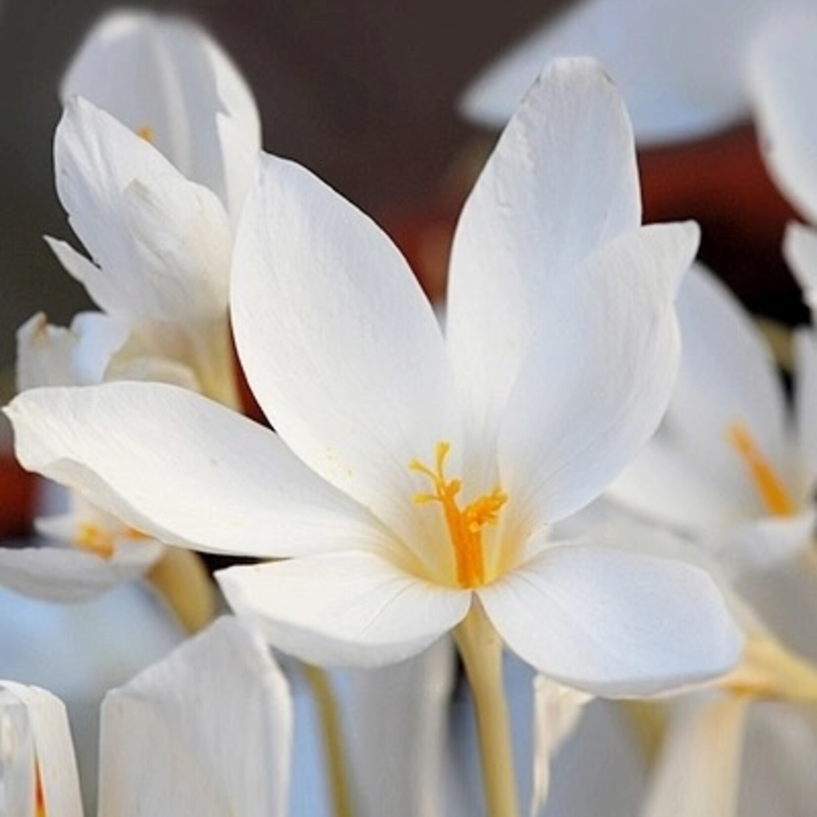 Crocus speciosus albus - wit herfstkrokus