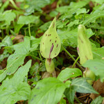 Arum maculatum