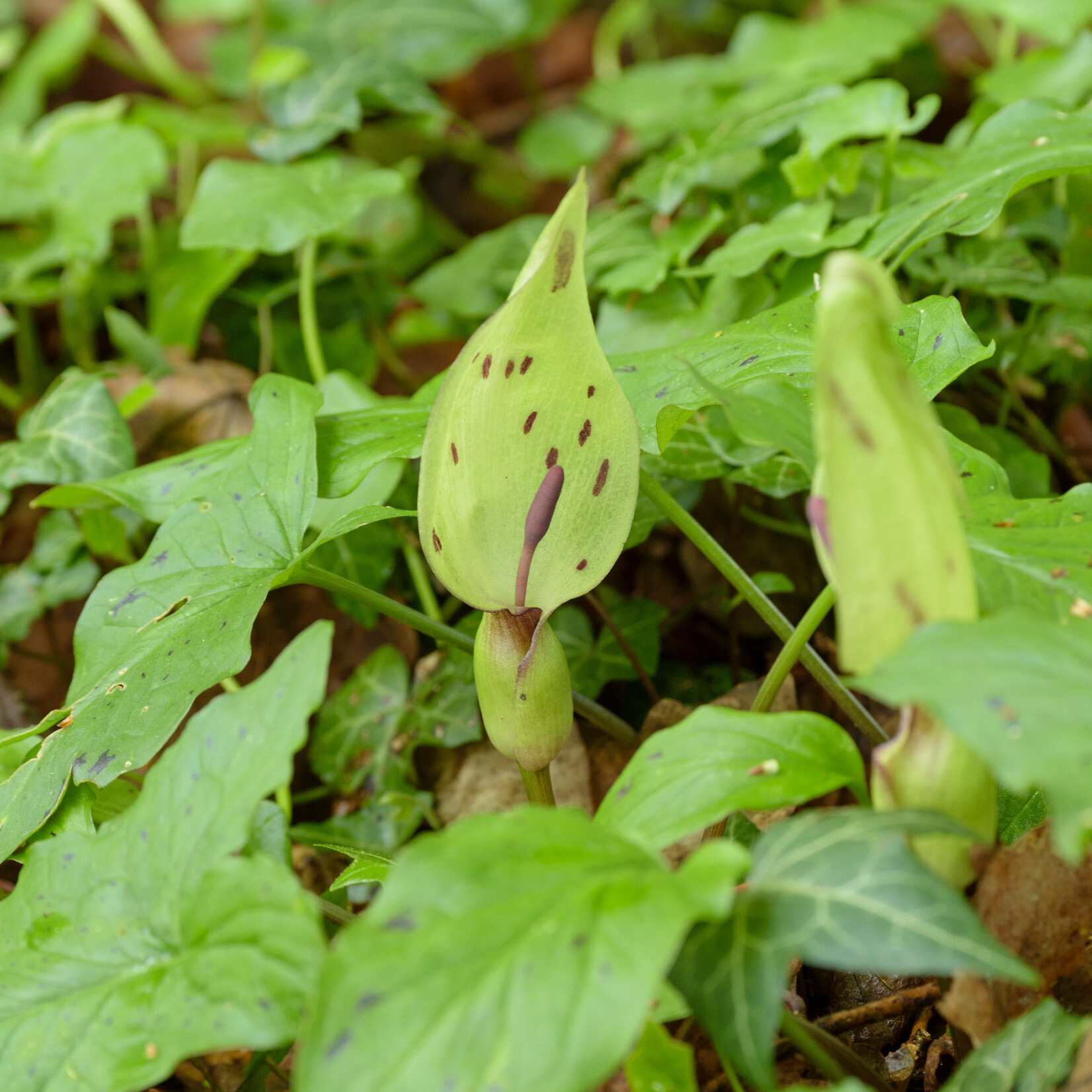 Arum maculatum