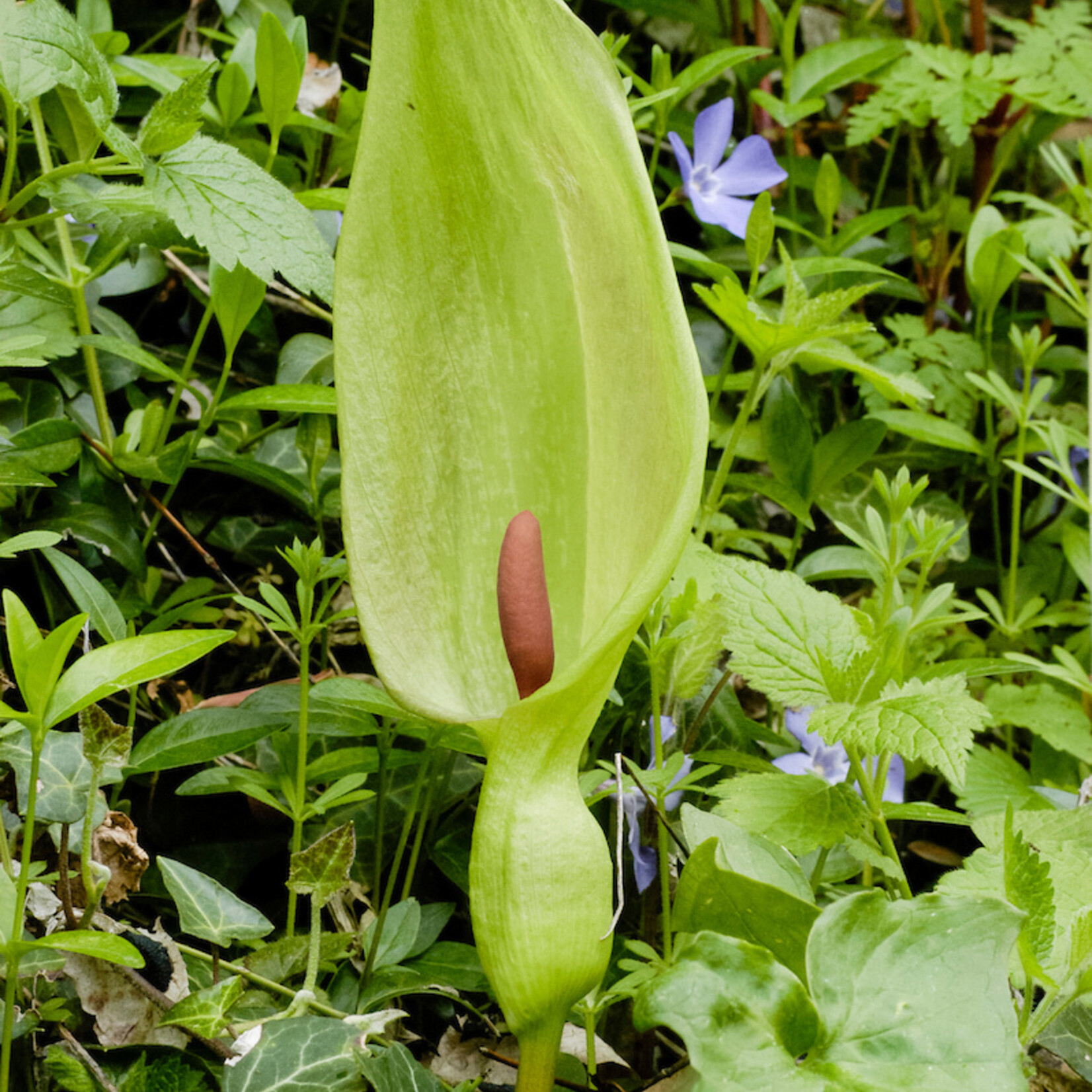 Arum maculatum