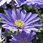 Anemone blanda 'Blue Shades'