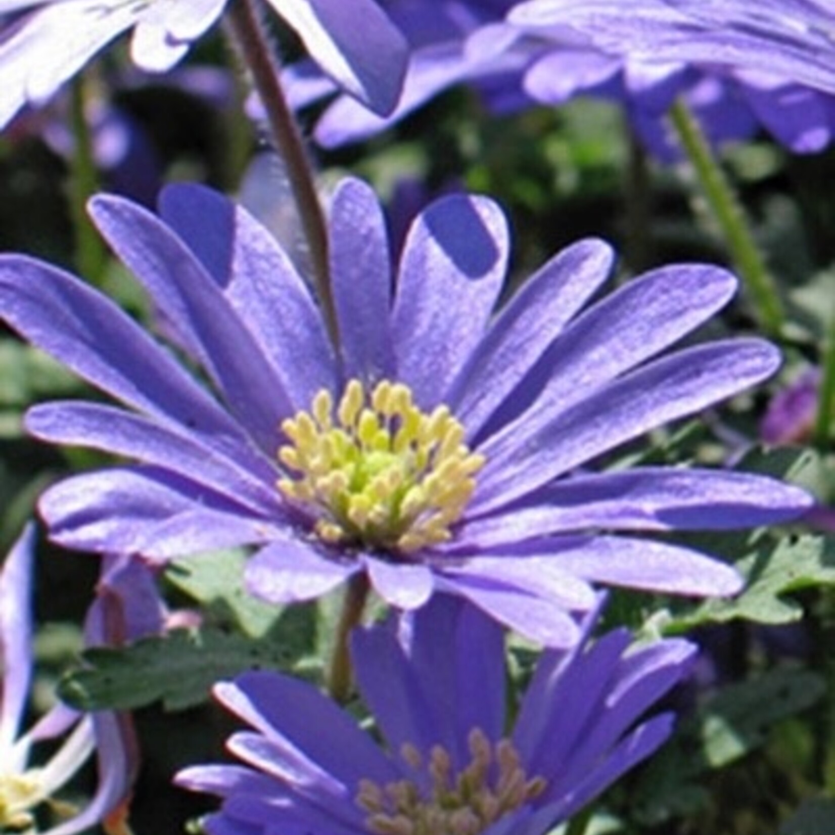 Anemone blanda 'Blue Shades' - Oosterse anemoon