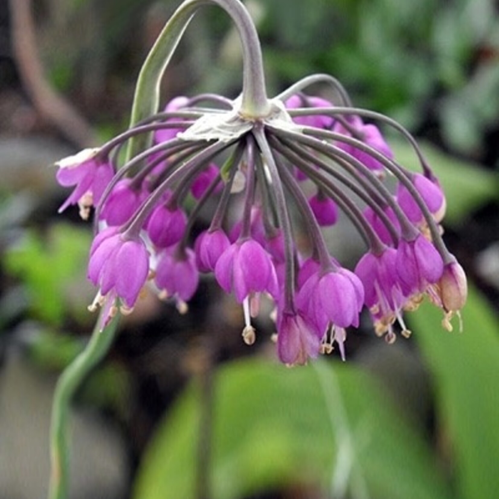 Allium cernuum -  sierui