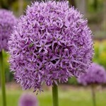 Allium Gladiator