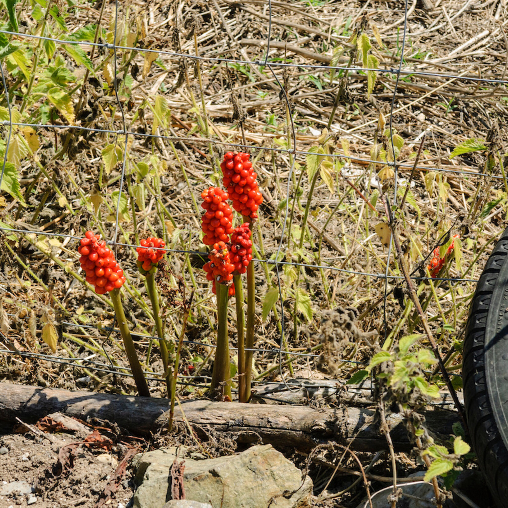 Arum maculatum
