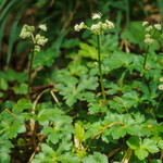 Sanicula europaea