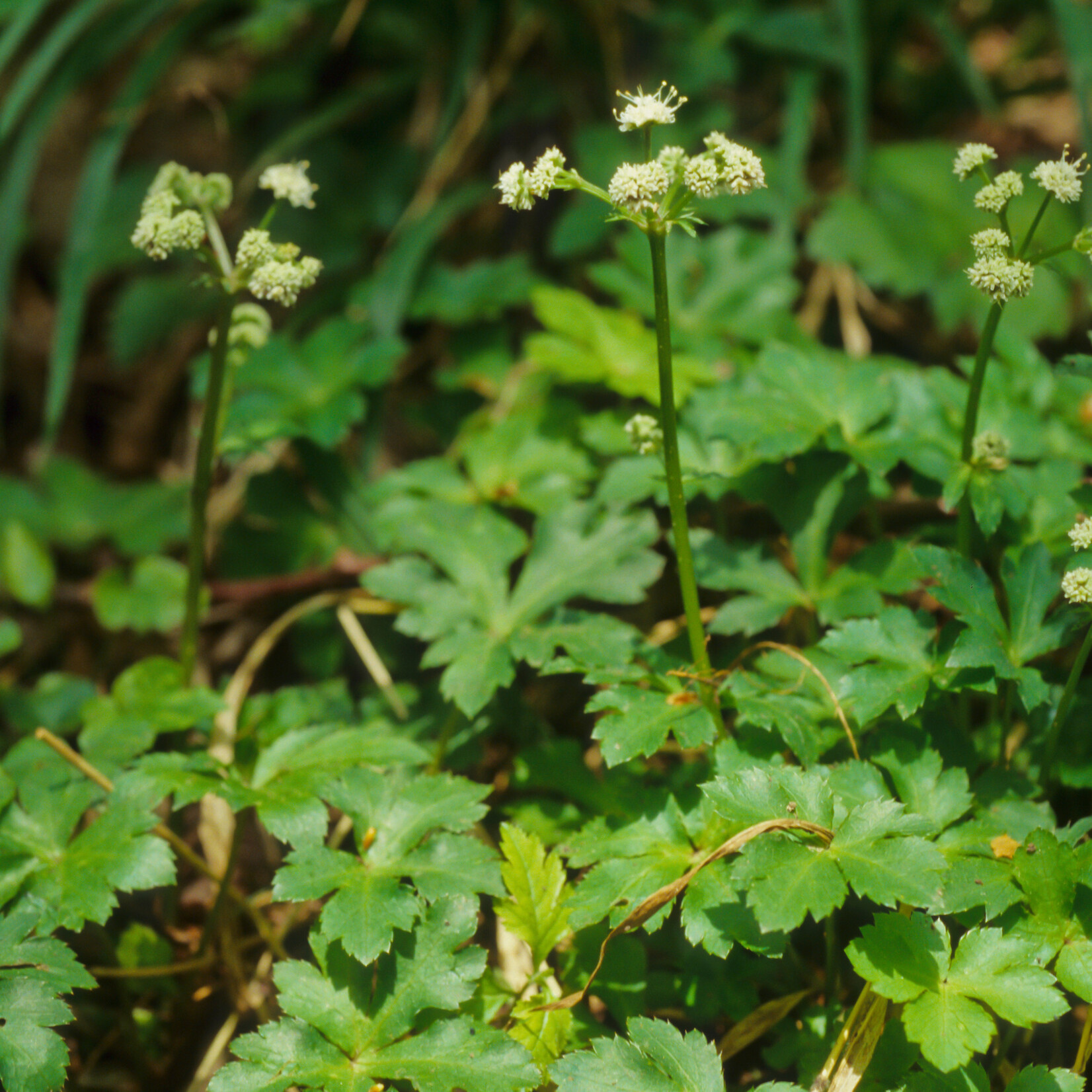 Sanicula europaea - heelkruid