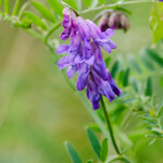 Vicia cracca