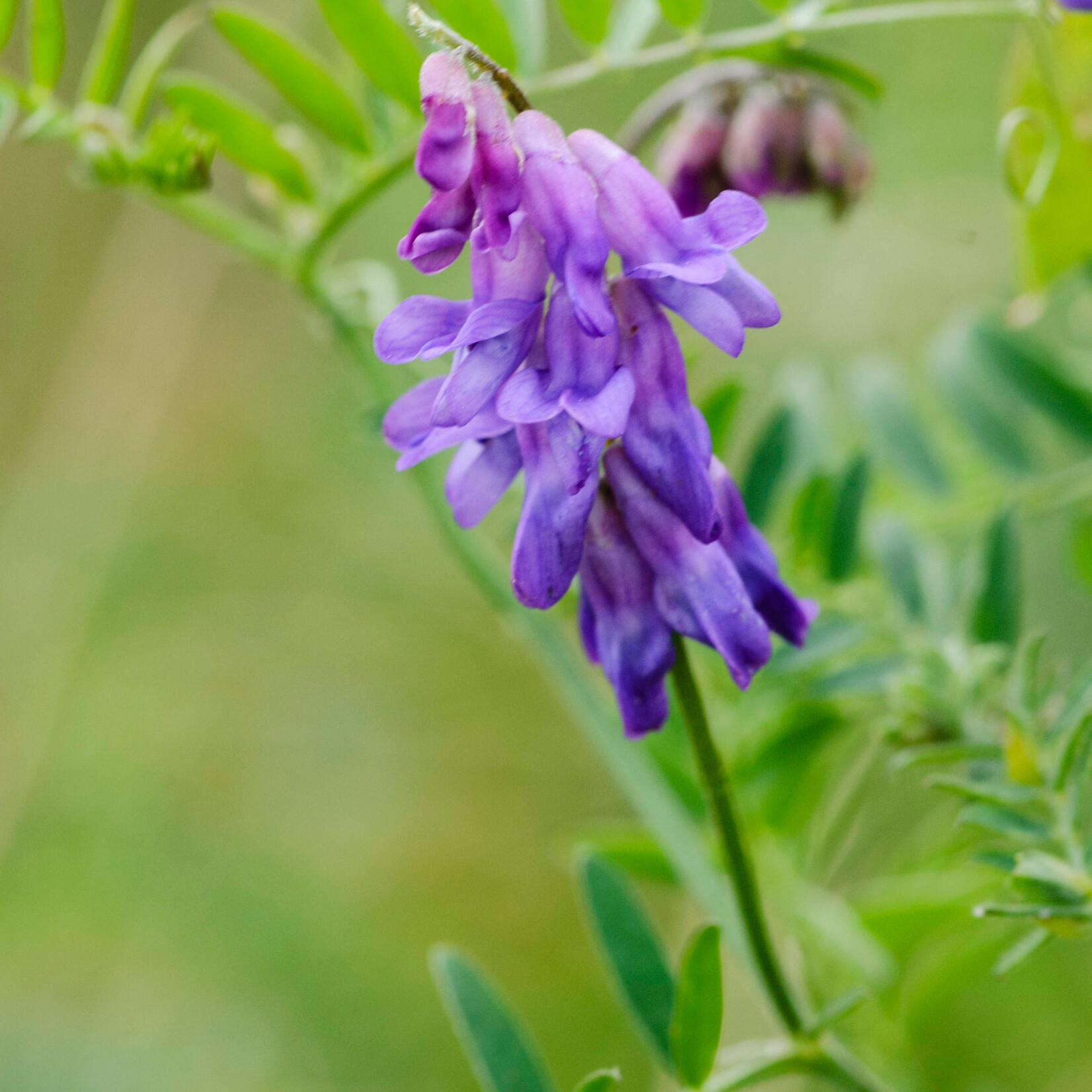 Vicia cracca - vogelwikke