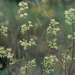 Silene otites