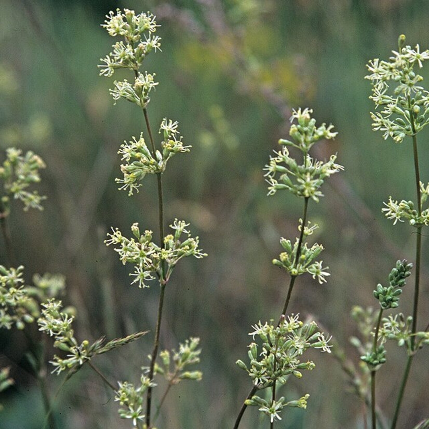 Silene otites - oorsilene