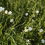 Petrorhagia saxifraga