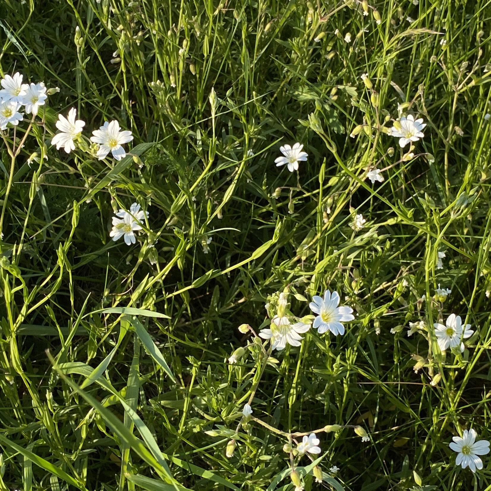 Petrorhagia saxifraga - kleine mantelanjer