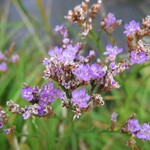 Limonium vulgare