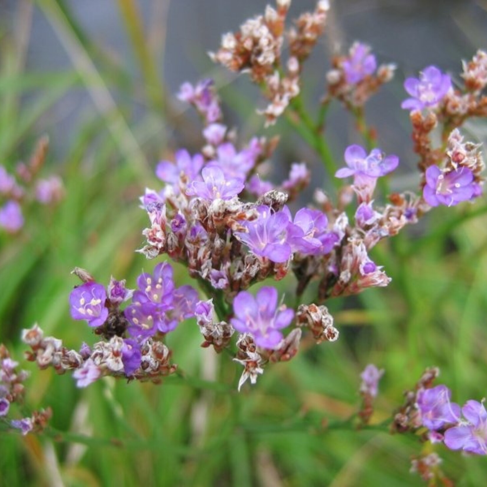 Limonium vulgare - lamsoor