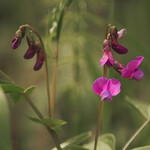 Lathyrus linifolius