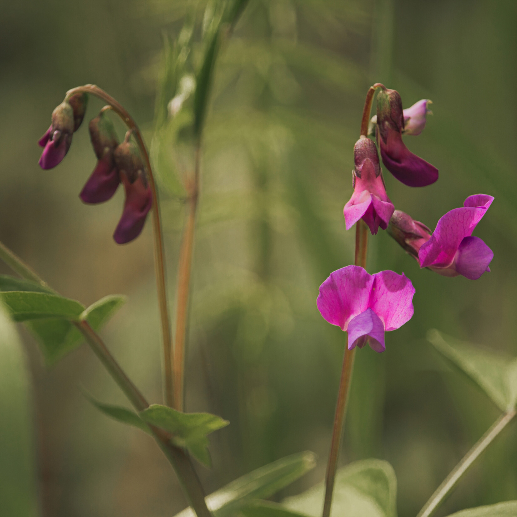 Lathyrus linifolius - knollathyrus