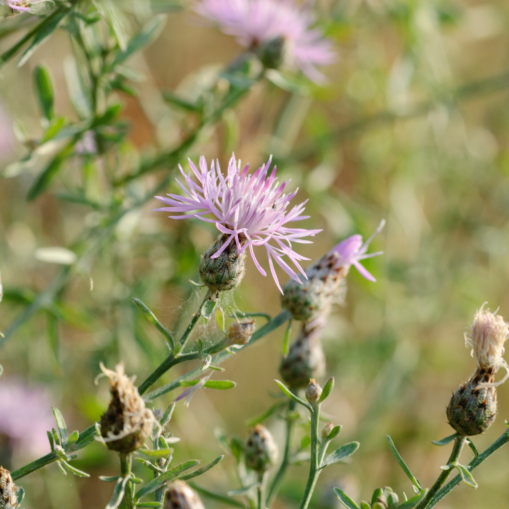 Centaurea stoebe - rijncentaurie
