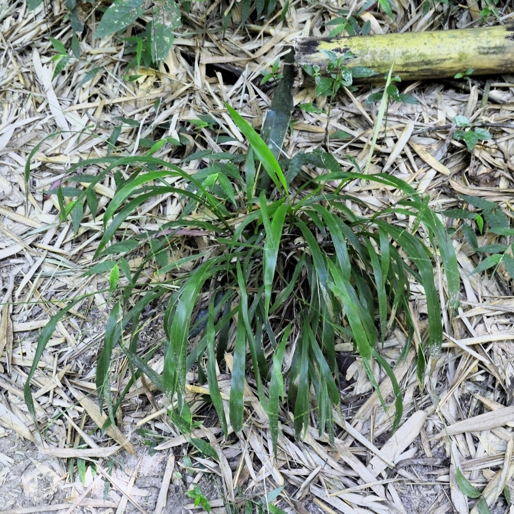 Brachypodium sylvaticus - boskortsteel