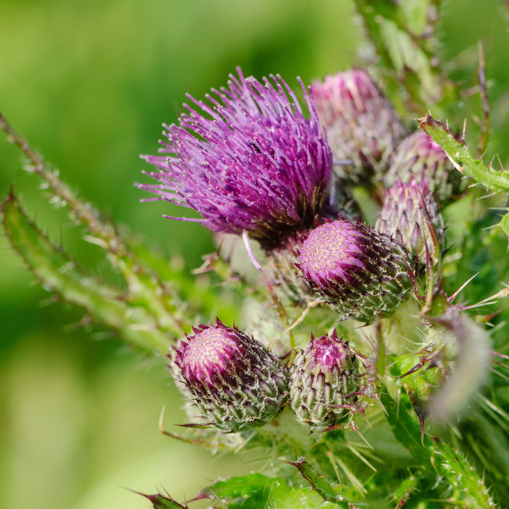 Cirsium palustre - kale jonker