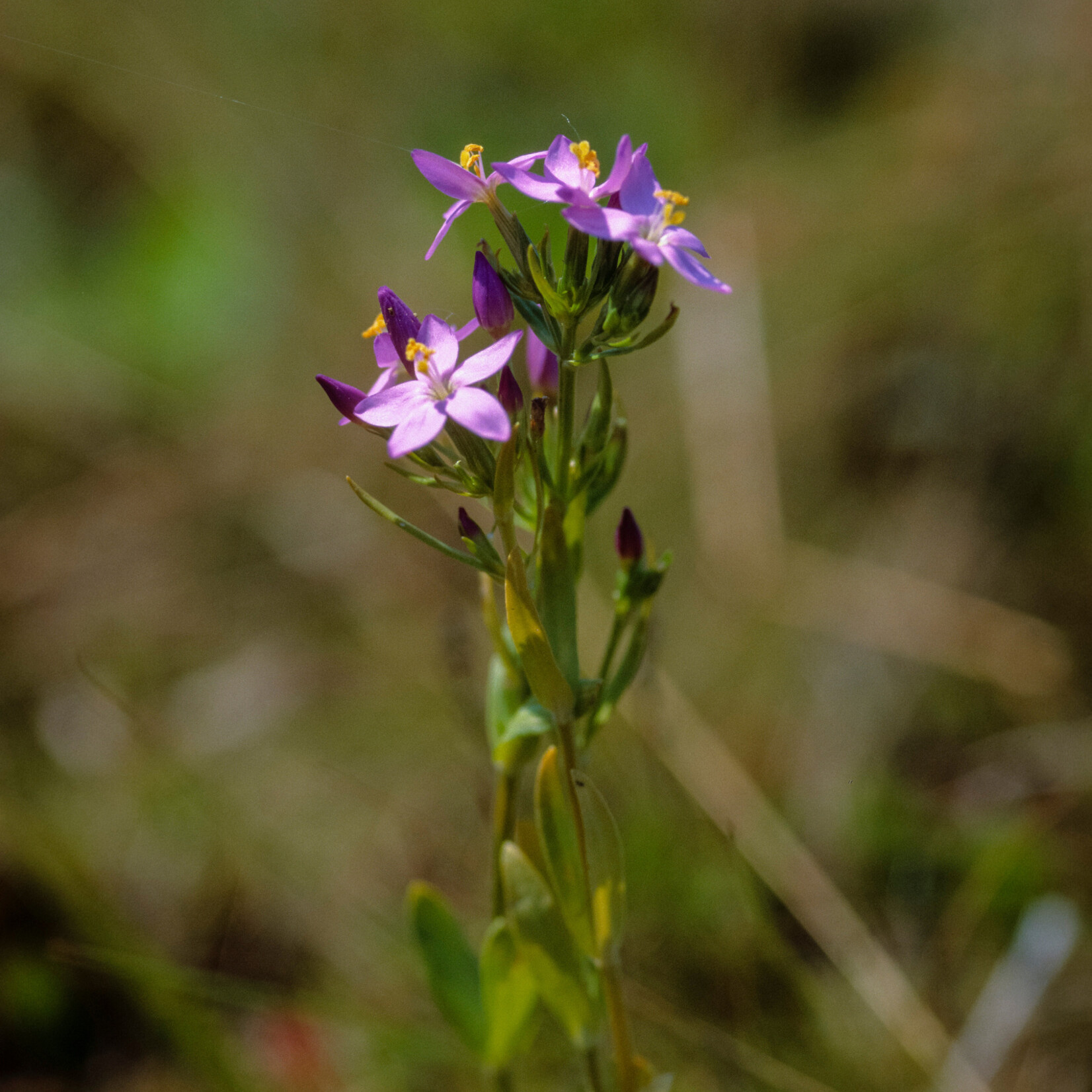 Centaurium erythraea - echt duizendguldenkruid