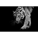 Wandelende tijger in zwart-wit | 150 x 100 cm Wandelende tijger in zwart-wit | 150 x 100 cm