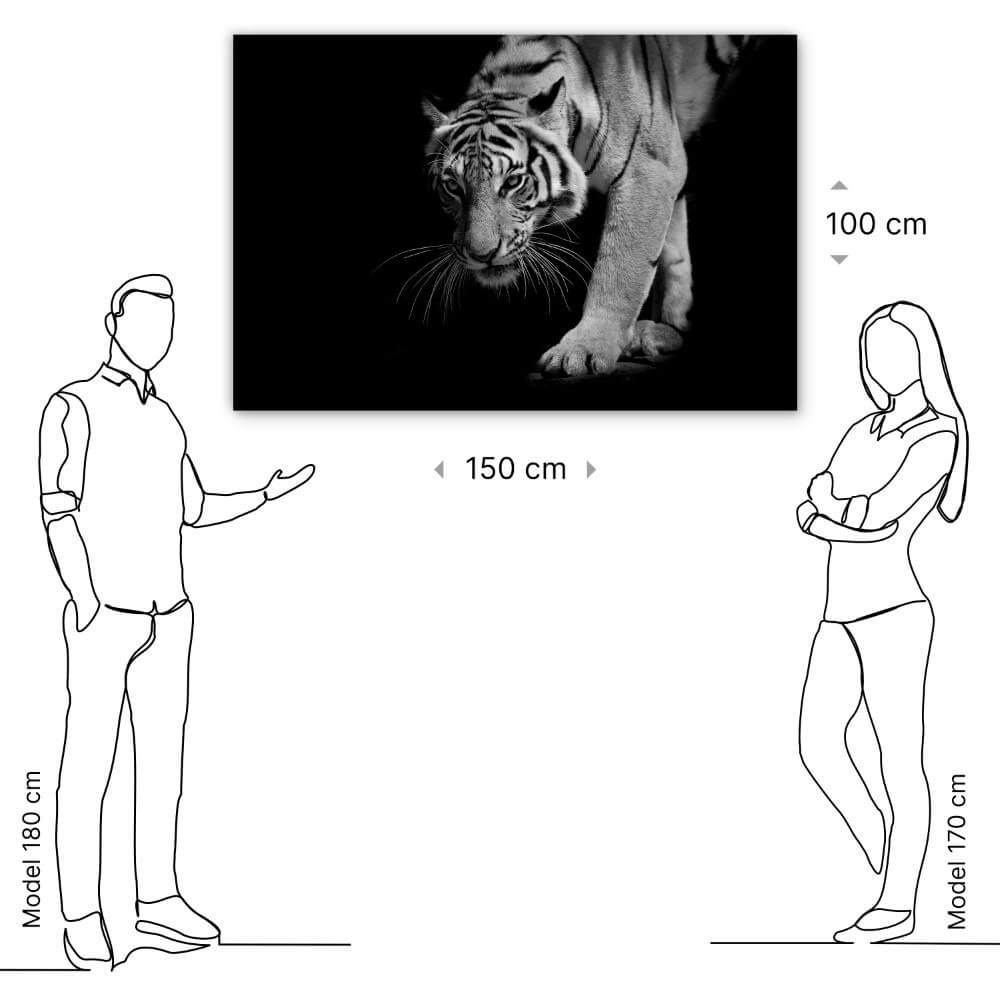 Schilderij Wandelende tijger in zwart-wit | 150 x 100 cm glasschilderij Schilderij Wandelende tijger in zwart-wit | 150 x 100 cm glasschilderij