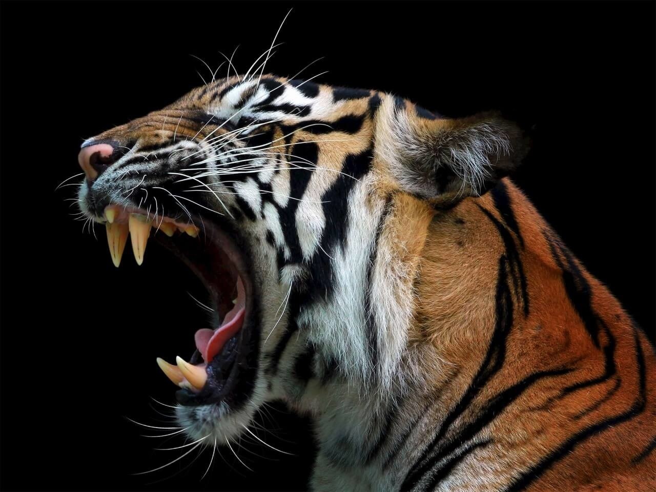 Schilderij Schitterend hoofd van Sumatraanse tijger | 120 x 90 cm glasschilderij Schilderij Schitterend hoofd van Sumatraanse tijger | 120 x 90 cm glasschilderij