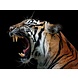 Schitterend hoofd van Sumatraanse tijger | 120 x 90 cm Schitterend hoofd van Sumatraanse tijger | 120 x 90 cm