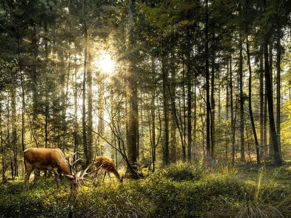 Schilderij Reeën grazen in het prachtige bos | 120 x 90 cm glasschilderij Schilderij Reeën grazen in het prachtige bos | 120 x 90 cm glasschilderij