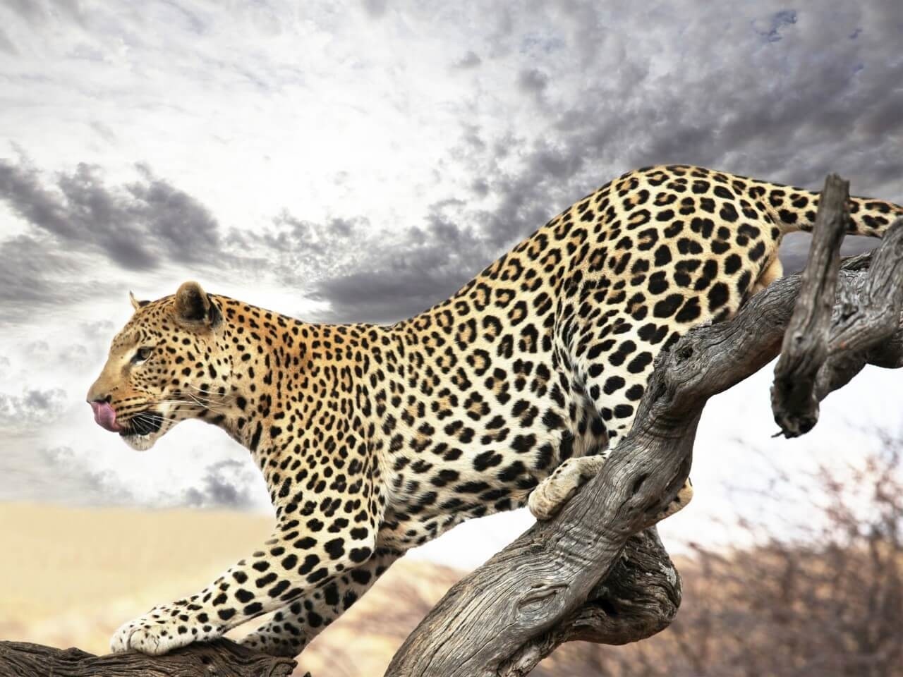 Schilderij Luipaard op jacht | 120 x 90 cm glasschilderij Schilderij Luipaard op jacht | 120 x 90 cm glasschilderij