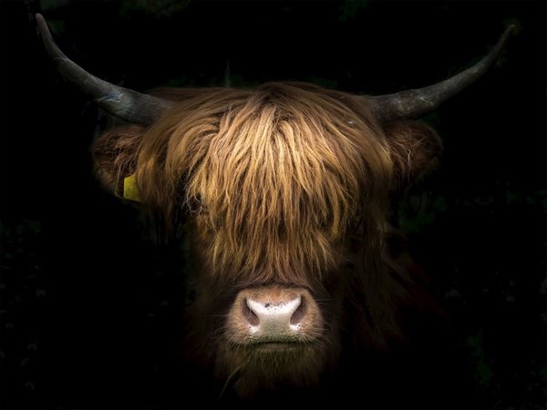 Schilderij Fantastisch portret van een Schotse hooglander | 80 x 60 cm glasschilderij Schilderij Fantastisch portret van een Schotse hooglander | 80 x 60 cm glasschilderij