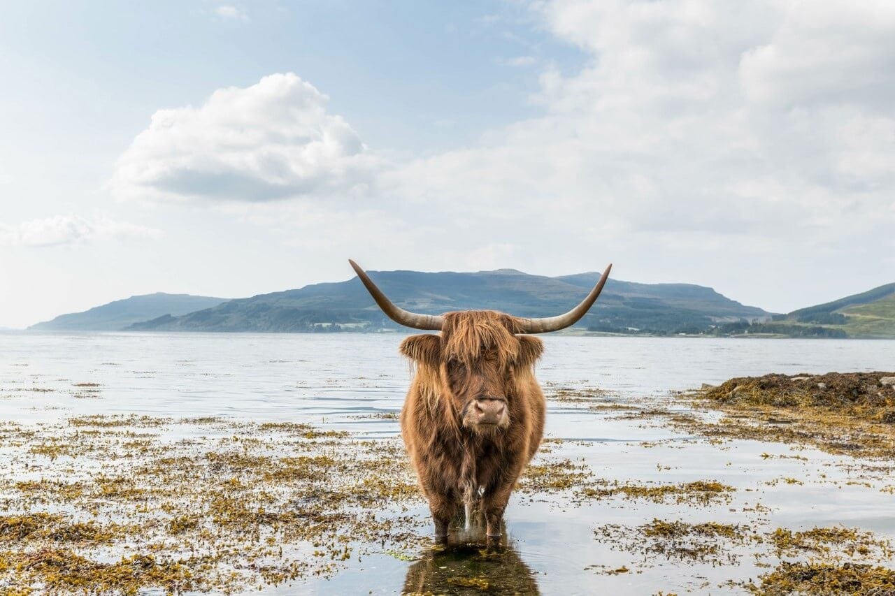 Schilderij Schotse hooglander aan het afkoelen | 120 x 80 cm glasschilderij Schilderij Schotse hooglander aan het afkoelen | 120 x 80 cm glasschilderij