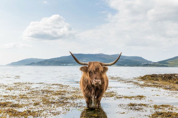 Schilderij Schotse hooglander aan het afkoelen | 120 x 80 cm glasschilderij Schilderij Schotse hooglander aan het afkoelen | 120 x 80 cm glasschilderij