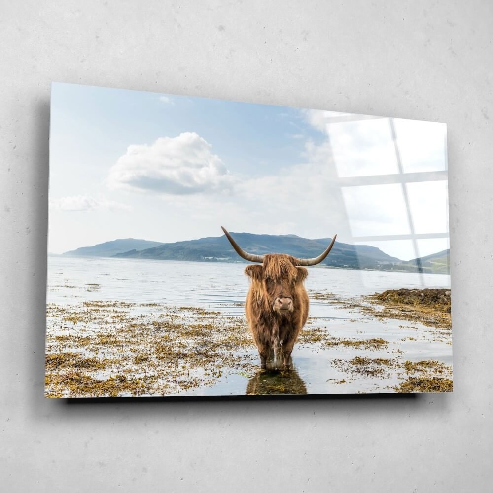 Schilderij Schotse hooglander aan het afkoelen | 120 x 80 cm glasschilderij Schilderij Schotse hooglander aan het afkoelen | 120 x 80 cm glasschilderij