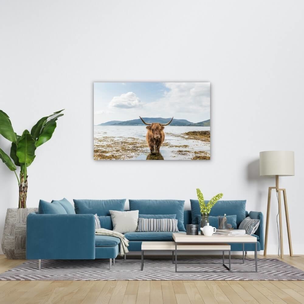 Schilderij Schotse hooglander aan het afkoelen | 120 x 80 cm glasschilderij Schilderij Schotse hooglander aan het afkoelen | 120 x 80 cm glasschilderij