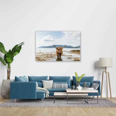 Schilderij Schotse hooglander aan het afkoelen | 120 x 80 cm glasschilderij Schilderij Schotse hooglander aan het afkoelen | 120 x 80 cm glasschilderij