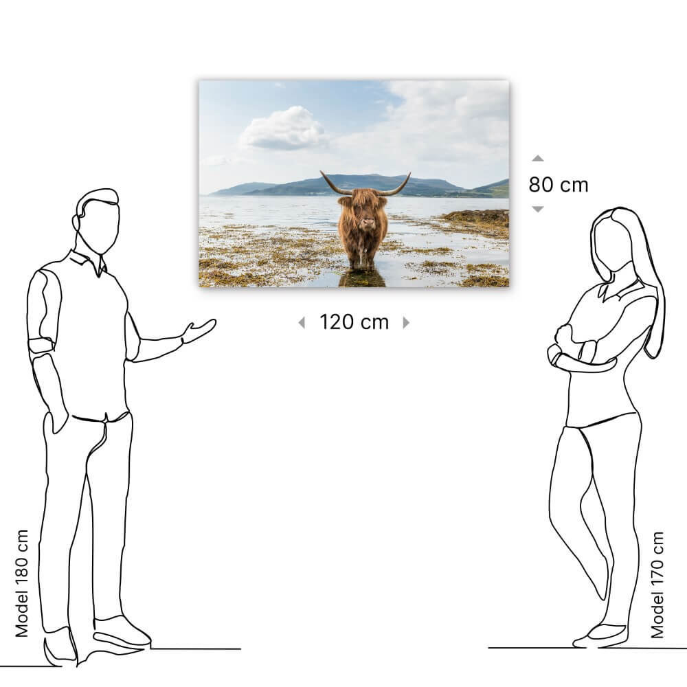 Schilderij Schotse hooglander aan het afkoelen | 120 x 80 cm glasschilderij Schilderij Schotse hooglander aan het afkoelen | 120 x 80 cm glasschilderij