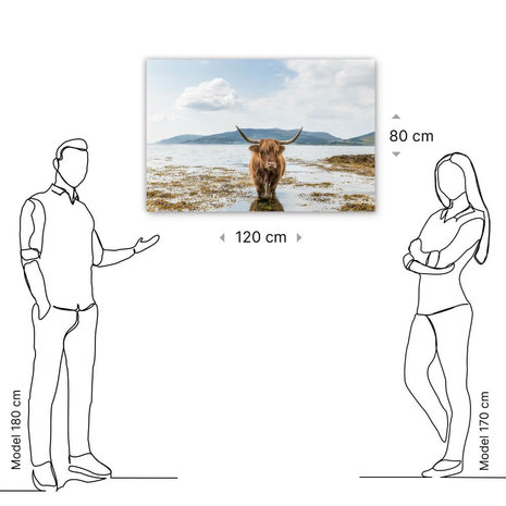 Schilderij Schotse hooglander aan het afkoelen | 120 x 80 cm glasschilderij Schilderij Schotse hooglander aan het afkoelen | 120 x 80 cm glasschilderij