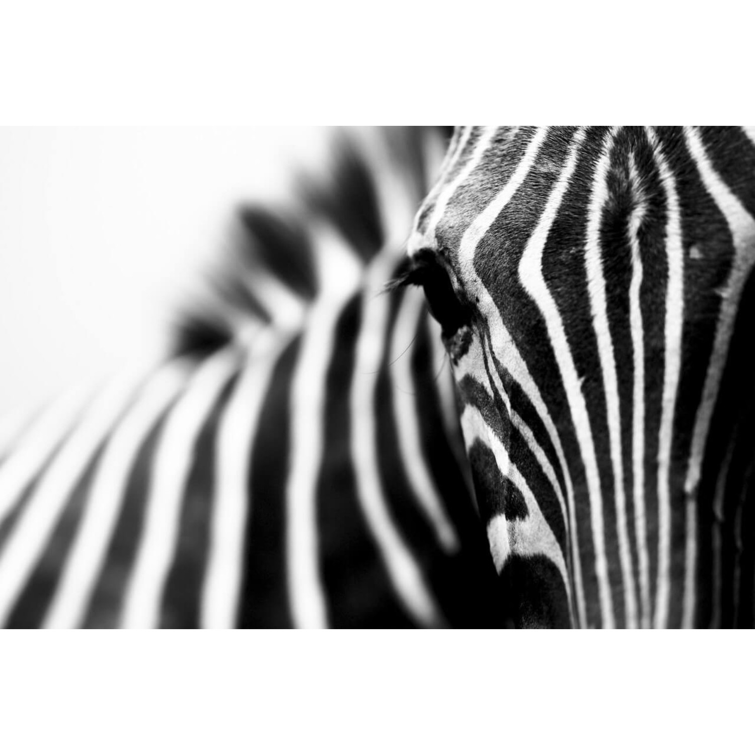 Rendezvous Laat je zien Milieuactivist Close-up zwart-wit strepenpatroon van de zebra • 120 x 80 cm •  Glazenschilderijen.nl